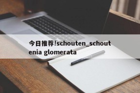 今日推荐!schouten_schoutenia glomerata